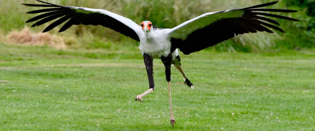 A bird with outstretched wings on a grassy field.