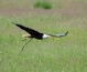 A bald eagle in flight over a grassy field.