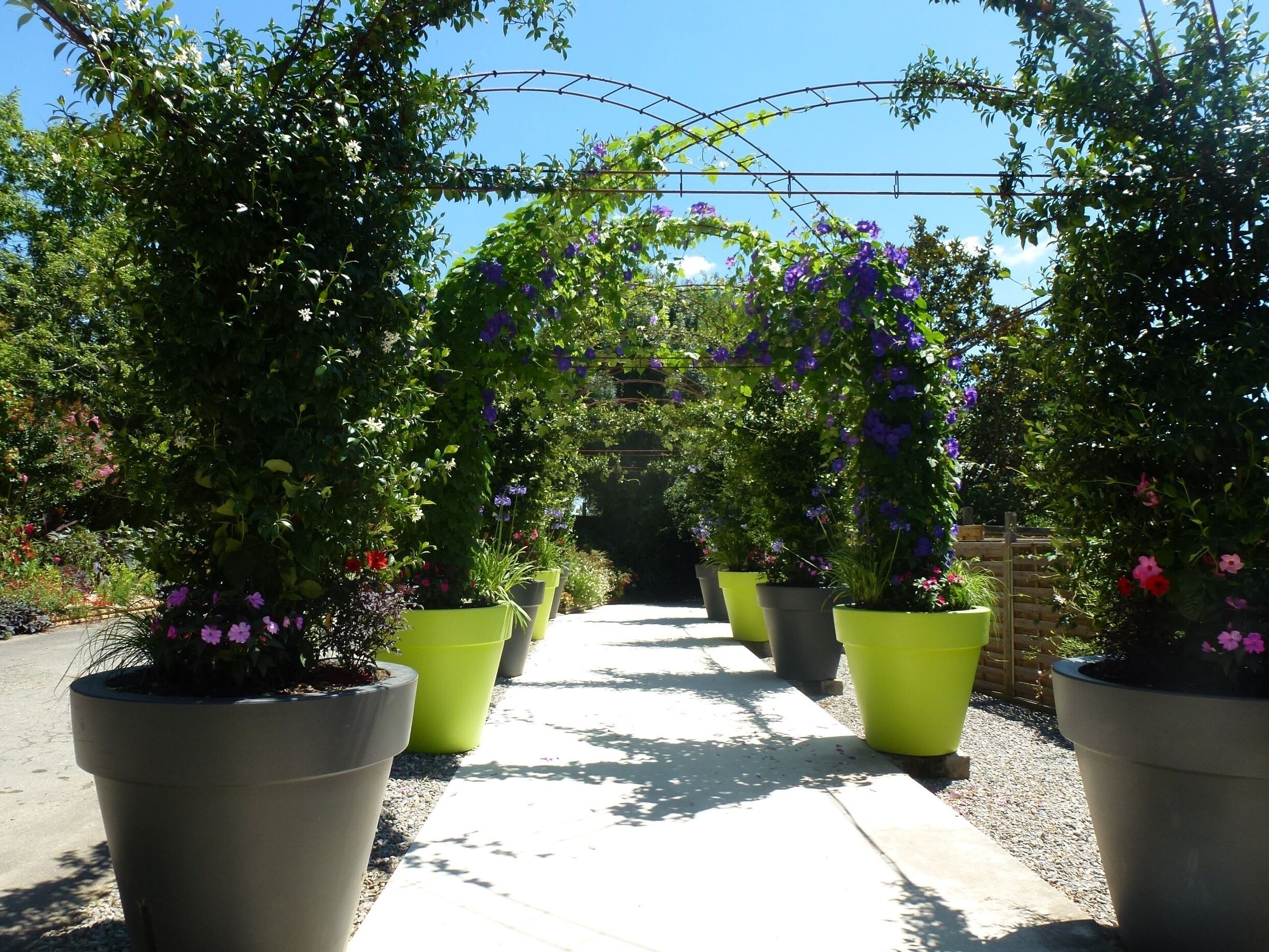 Beautifully exhibited summer plants