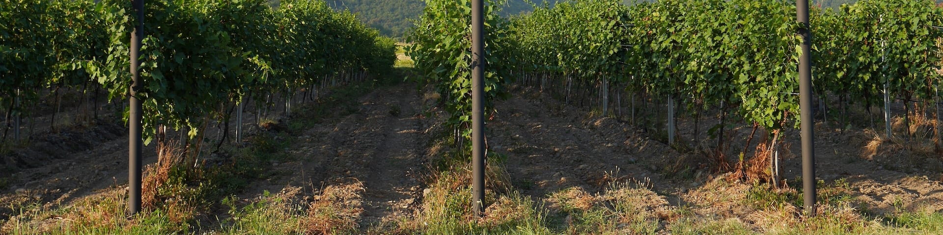 Vineyards in the Alezani valley, framed by purple flowers, lush green mountains in the background. Kakheti, largest wine region in Georgia.