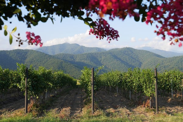 Vineyards in the Alezani valley, framed by purple flowers, lush green mountains in the background. Kakheti, largest wine region in Georgia.
