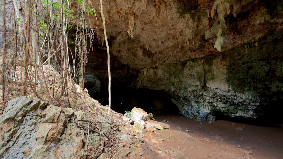 A cave entrance with rocky walls and sparse vegetation.