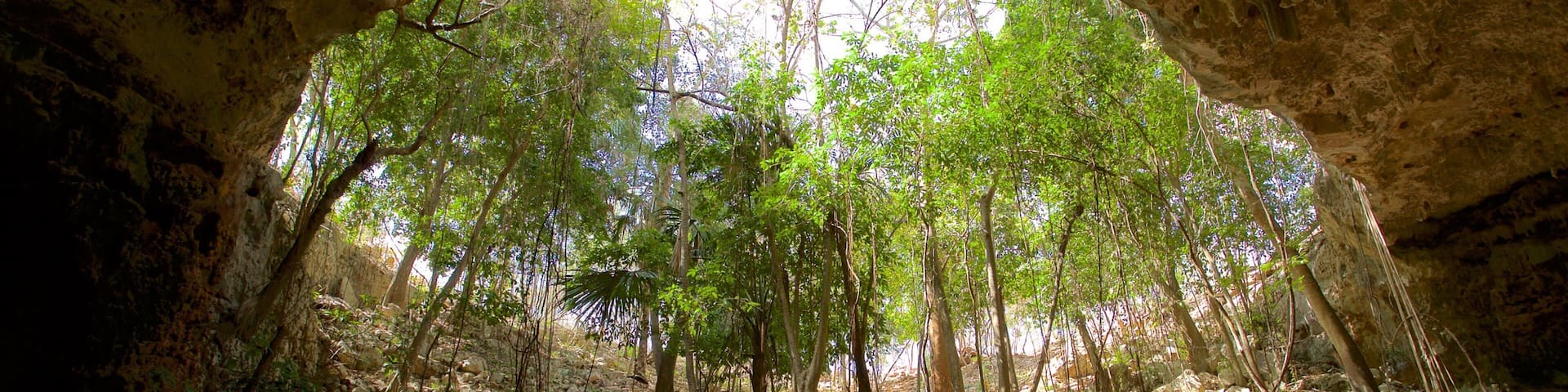 Calcehtok Caves featuring caves and forest scenes