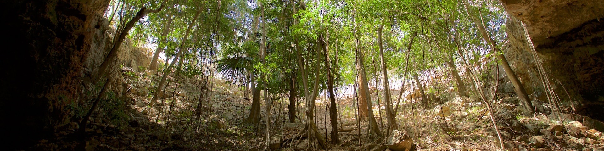 Calcehtok Caves featuring caves and forest scenes