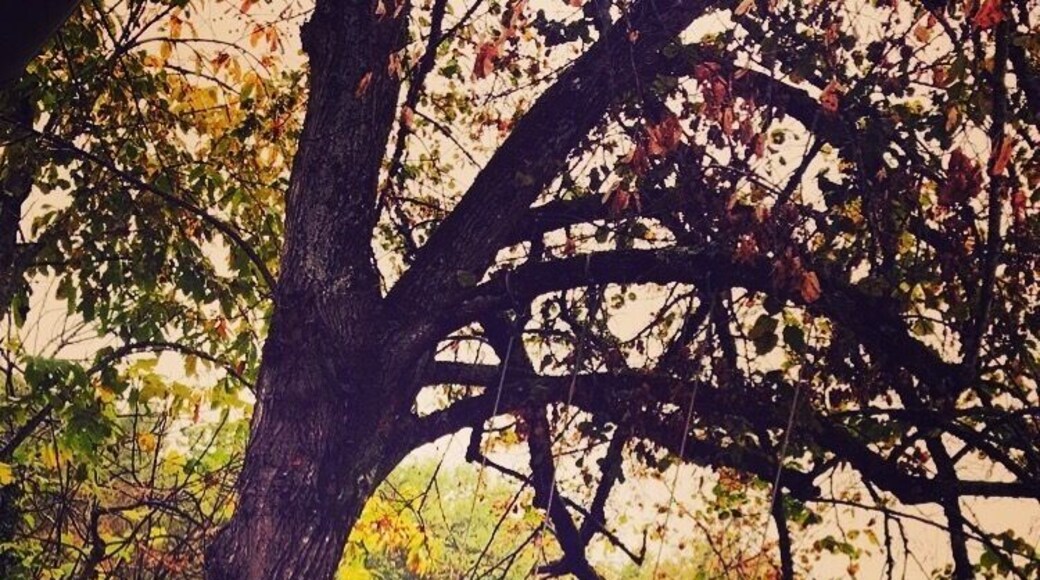 Un arbre,des balançoires,jeux d'enfants... nature et évasion...
