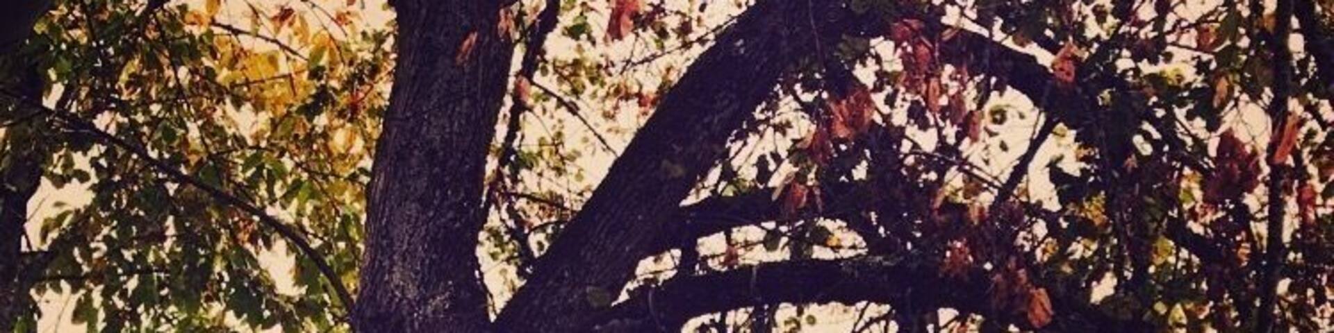Un arbre,des balançoires,jeux d'enfants... nature et évasion...