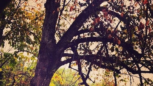 Un arbre,des balançoires,jeux d'enfants... nature et évasion...