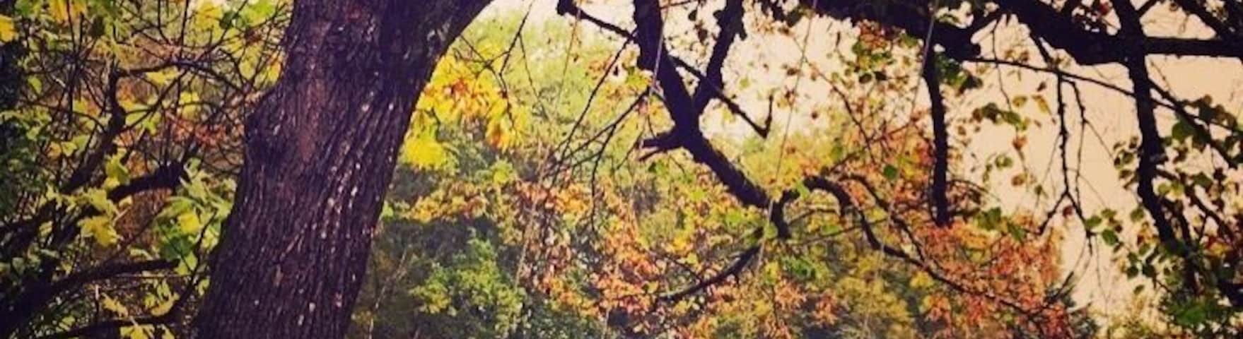 Un arbre,des balançoires,jeux d'enfants... nature et évasion...