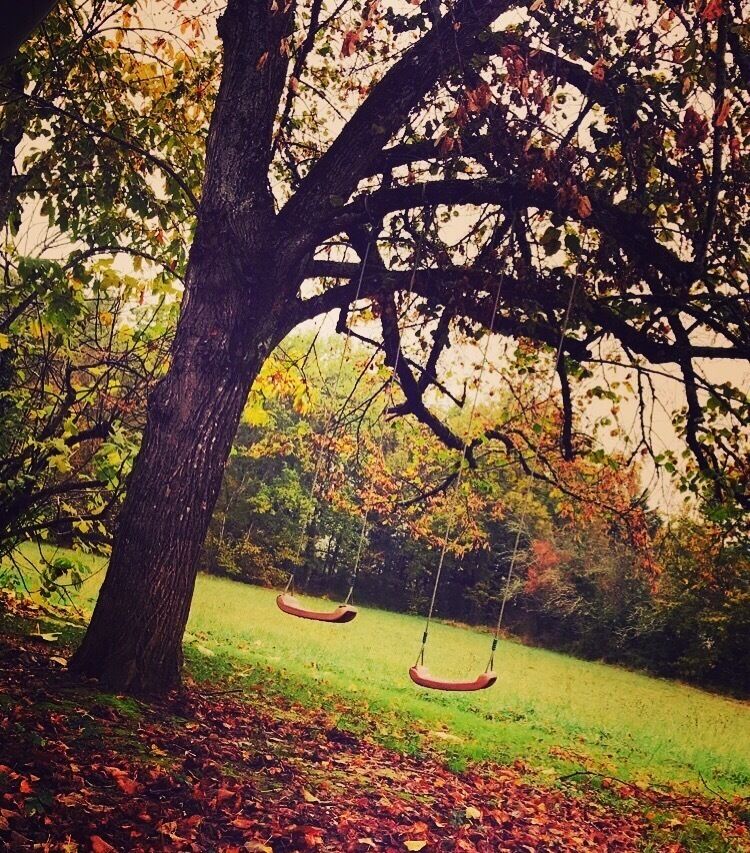 A tree with swings hanging from its branches in a park.