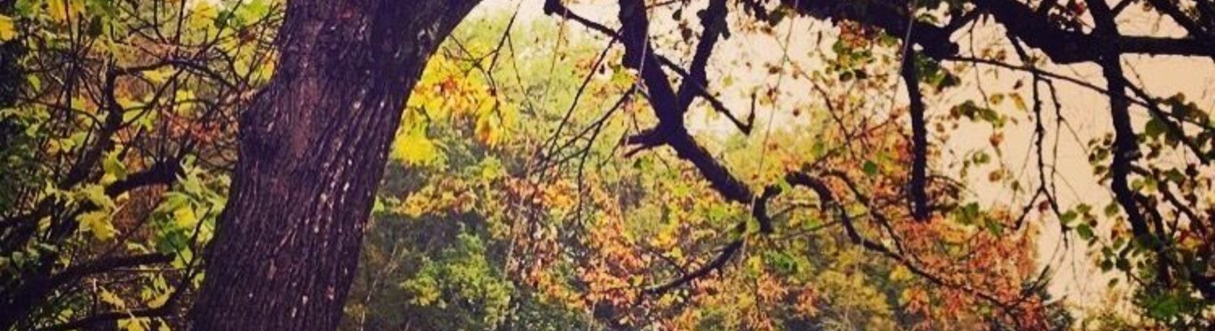 A tree with swings hanging from its branches in a park.