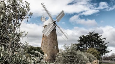 A traditional windmill surrounded by olive trees and a clear sky.
