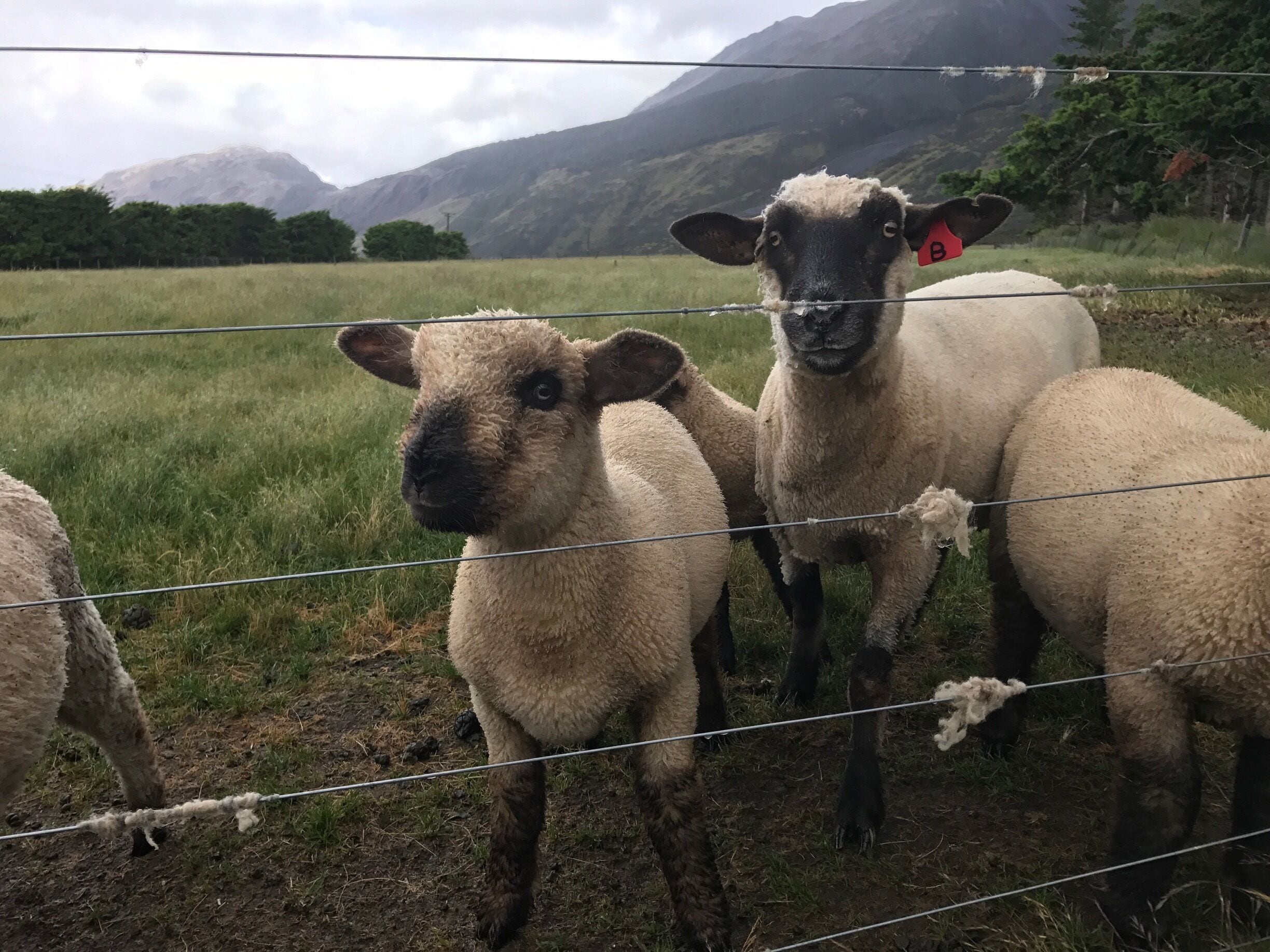 You can stop and feed the sheep. 