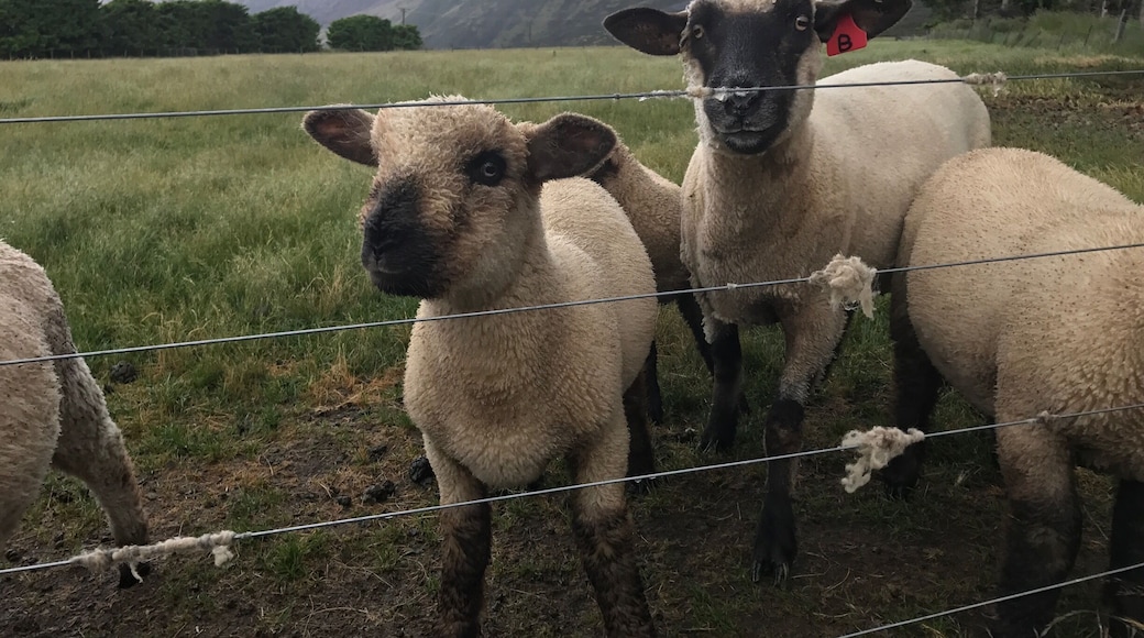 You can stop and feed the sheep.