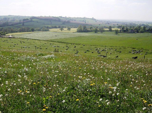 A rural landscape with fields of grazing cattle and wildflowers.