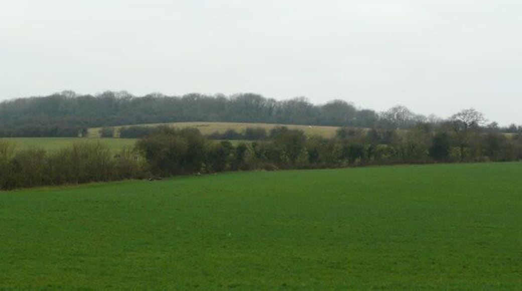 Upton Wood viewed from the east Across fields north of Grazemoor Farm