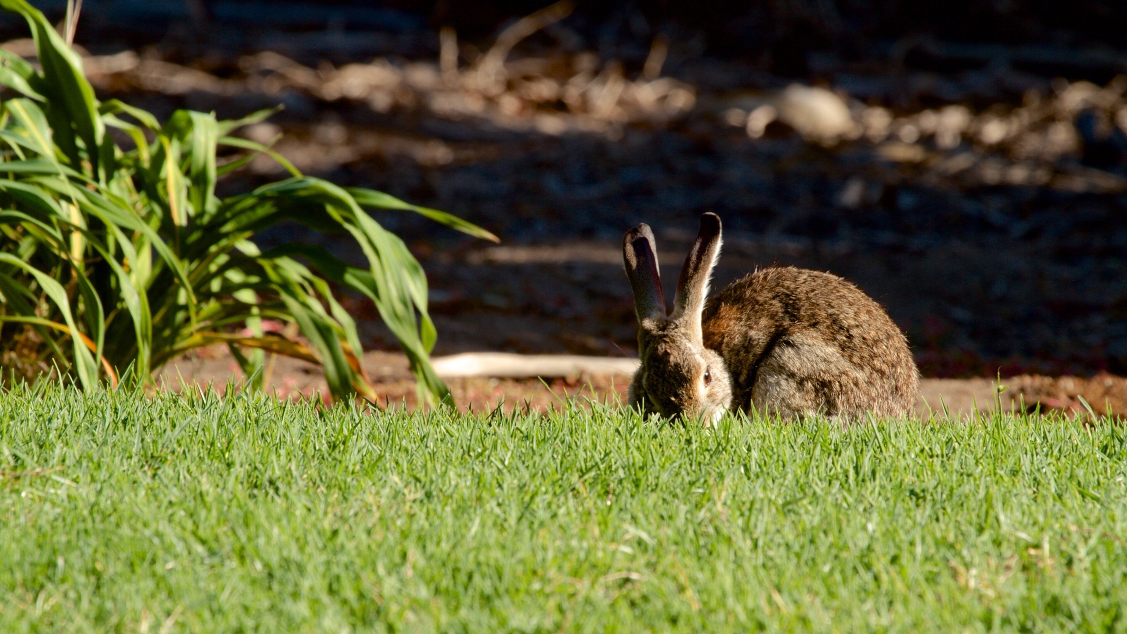 San Diego Botanic Garden showing cuddly or friendly animals