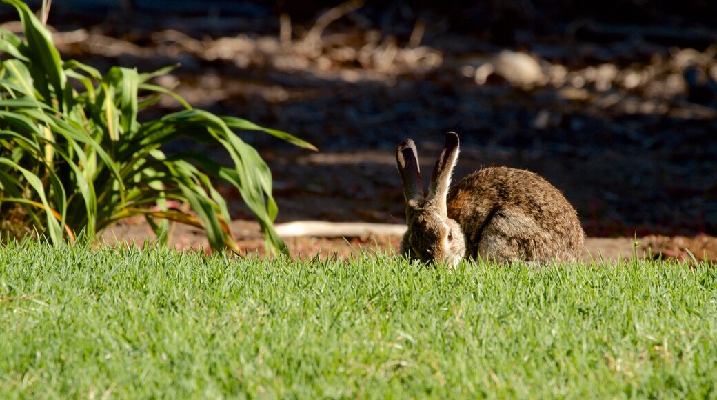 San Diego Botanic Garden showing cuddly or friendly animals