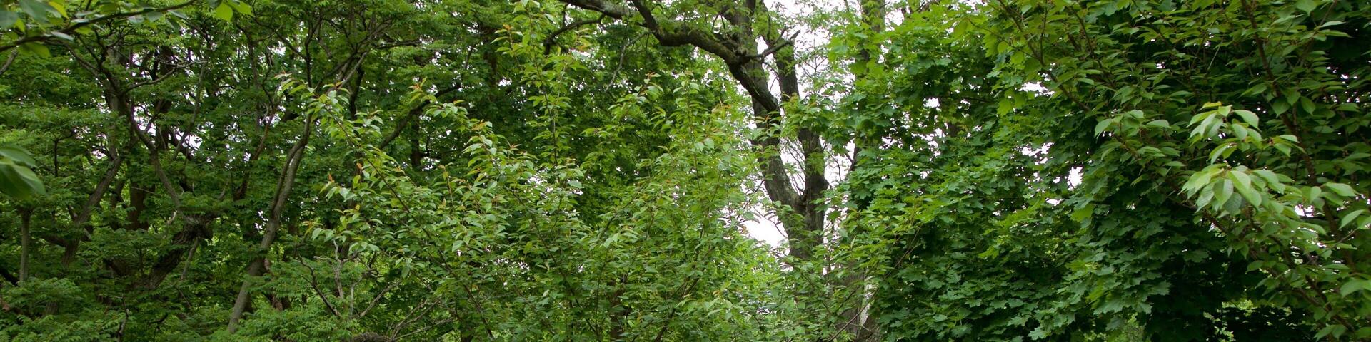 Branch Brook Park featuring a park as well as a family