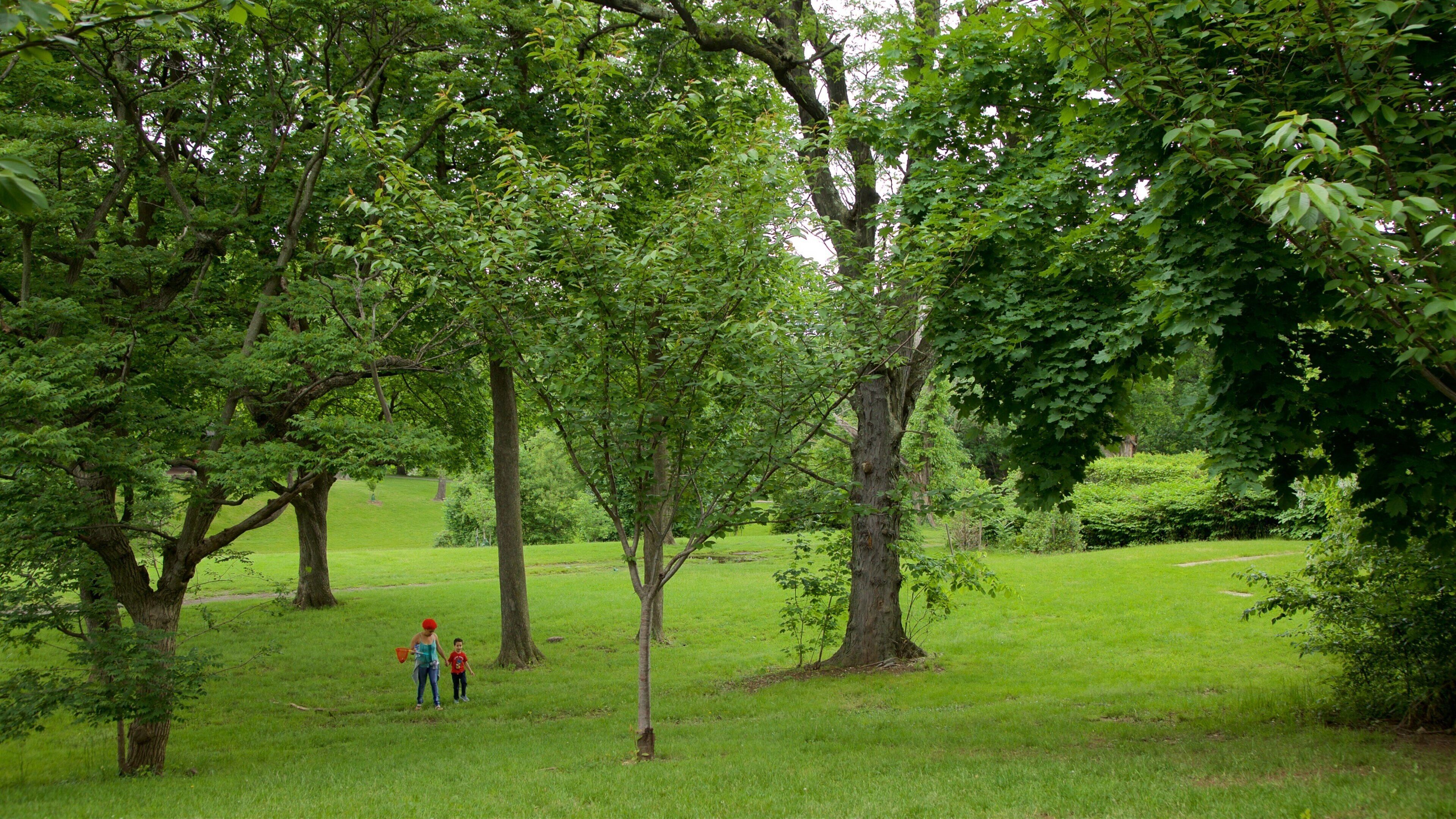 A lush green park with mature trees and a grassy field.