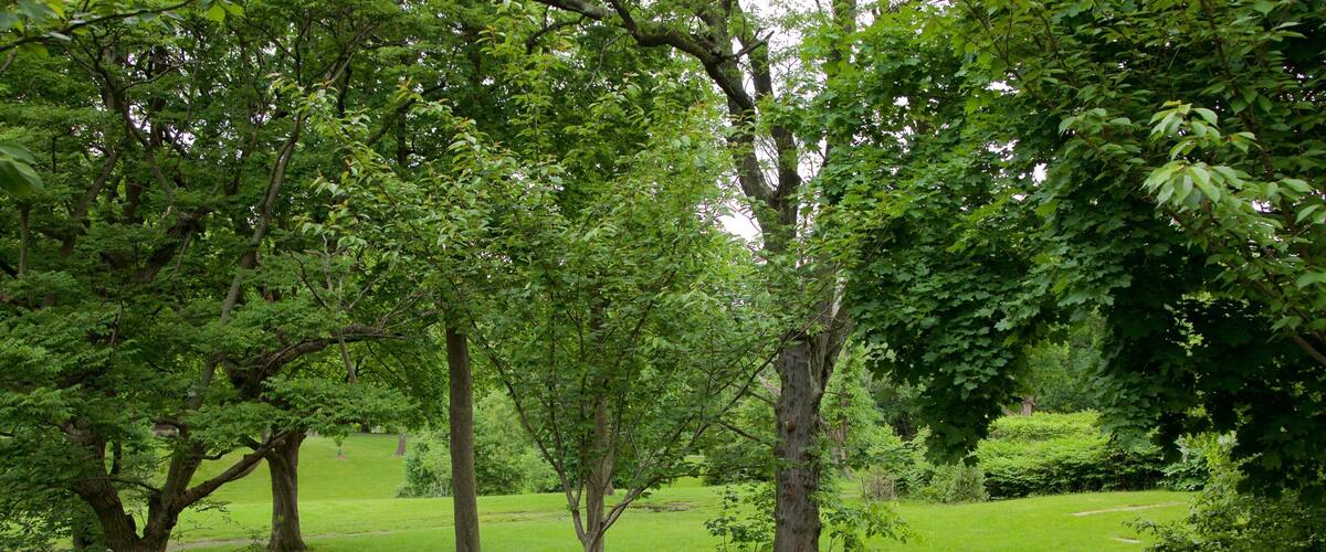 A lush green park with mature trees and a grassy field.
