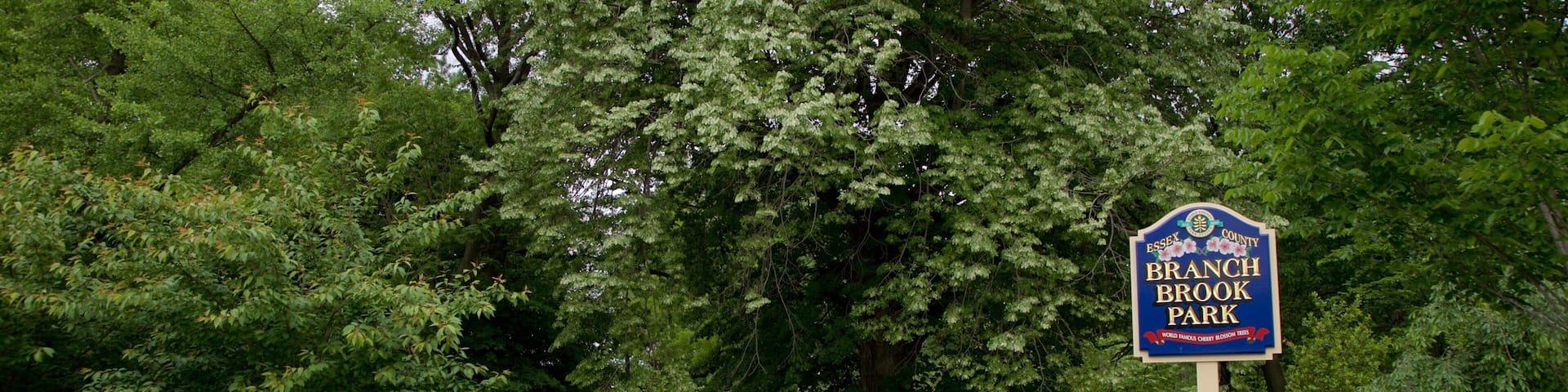 Branch Brook Park which includes signage and a park