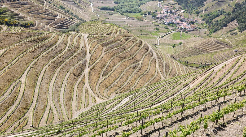 vineyards of Alto Douro Vinhateiro wine Region with a view to Veiga village (Cumieira), Santa Marta de Penaguião, district of Vila Real, Portugal - April 2019