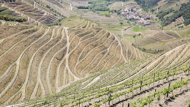 vineyards of Alto Douro Vinhateiro wine Region with a view to Veiga village (Cumieira), Santa Marta de Penaguião, district of Vila Real, Portugal - April 2019