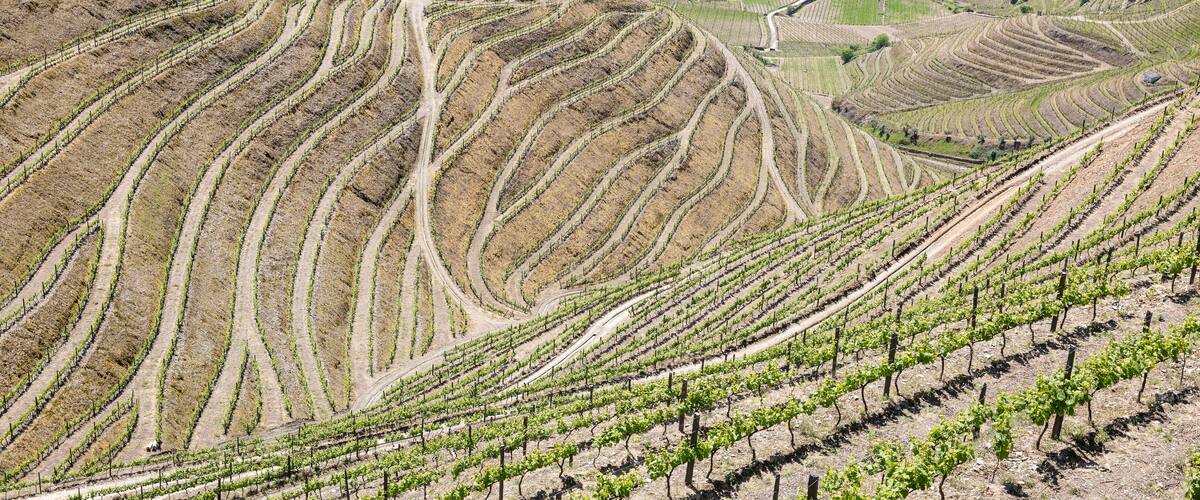Terraced vineyards, a small town, and rolling hills.