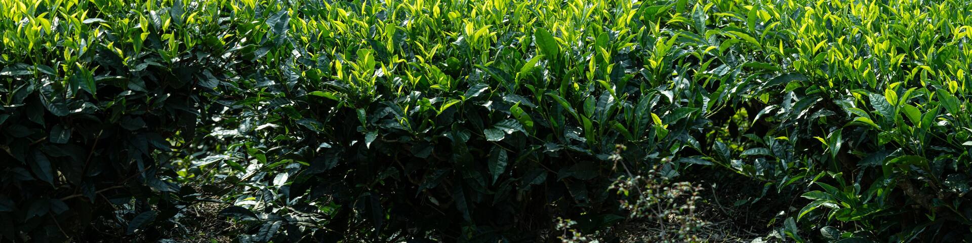 Close up view of tea plantation in Kerala
