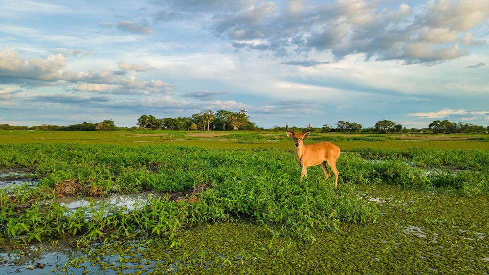 Deer in lush green wetlands of Hato La Aurora, Casanare, Colombia under a blue sky