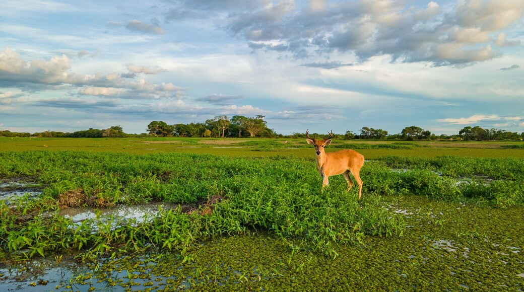 Deer in lush green wetlands of Hato La Aurora, Casanare, Colombia under a blue sky