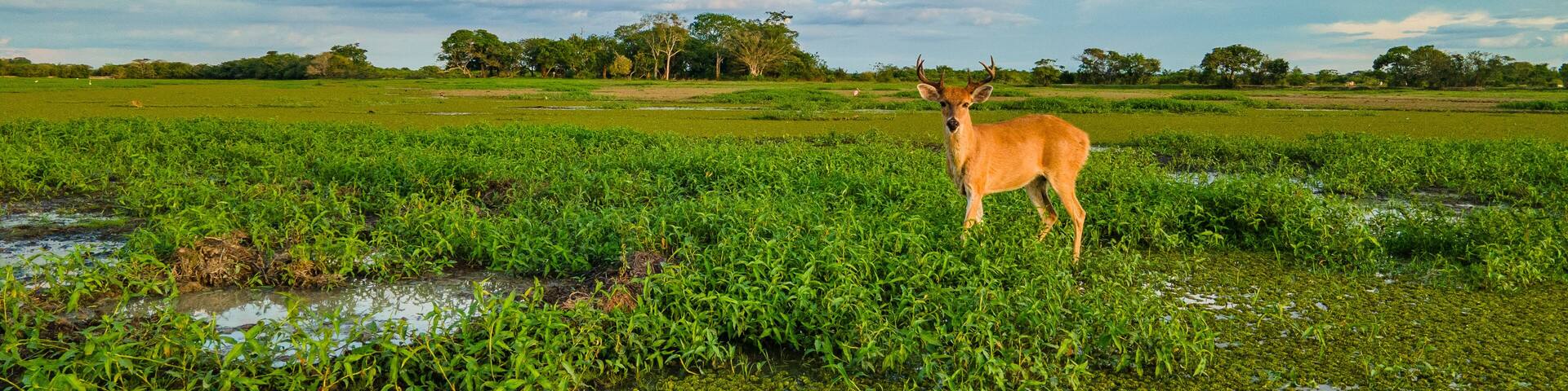 Deer in lush green wetlands of Hato La Aurora, Casanare, Colombia under a blue sky