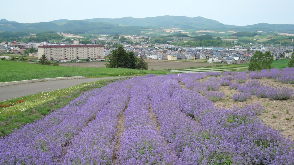 A lavender field, a town with buildings, and mountains in the background.