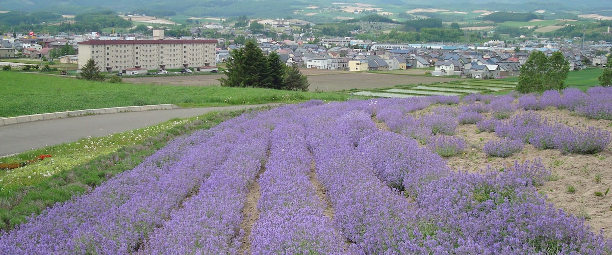A lavender field, a town with buildings, and mountains in the background.