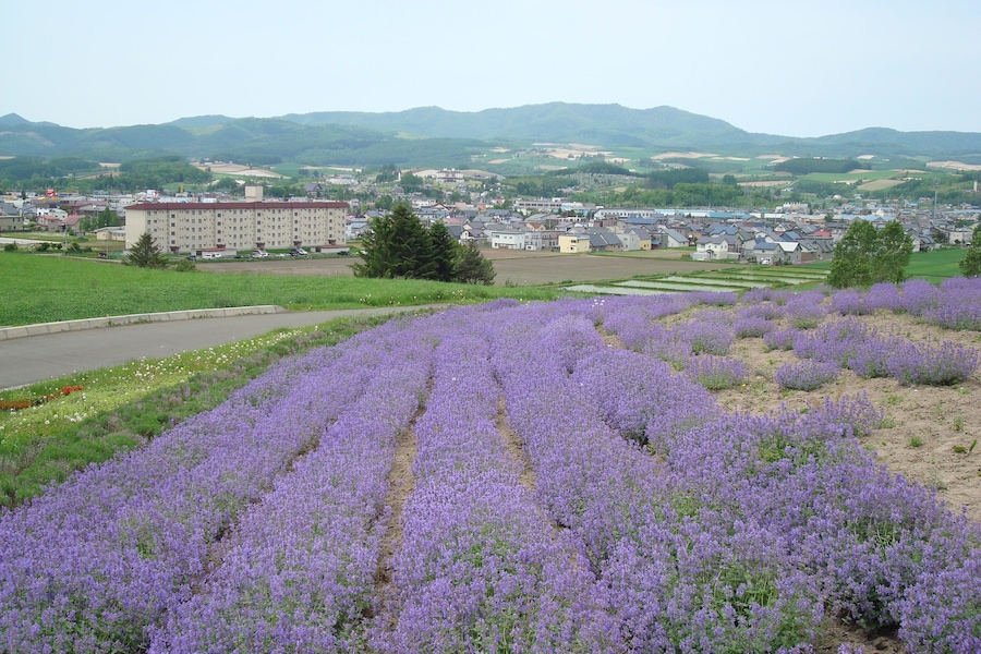 A lavender field, a town with buildings, and mountains in the background.