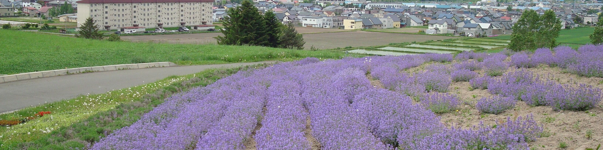 Un campo de lavanda, un pueblo con edificios y montañas al fondo.