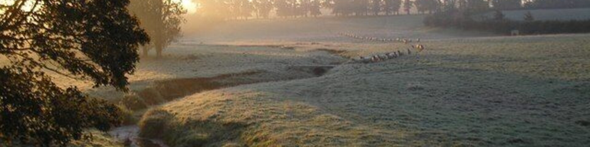 Leitholm 'flooders' on a frosty morning Sheep lining up early on a frosty October morning.