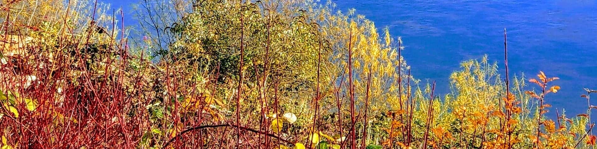 The River Tweed with Coldstream Bridge in the background.