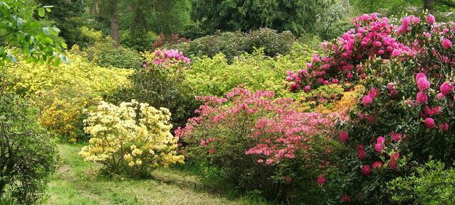 Rhododendrons at The Hirsel
