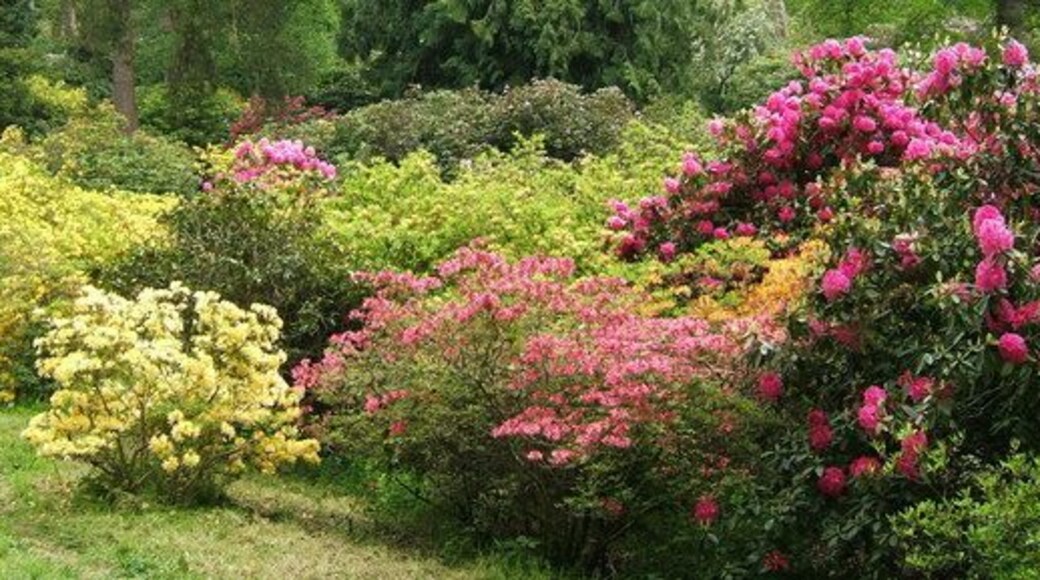 Rhododendrons at The Hirsel