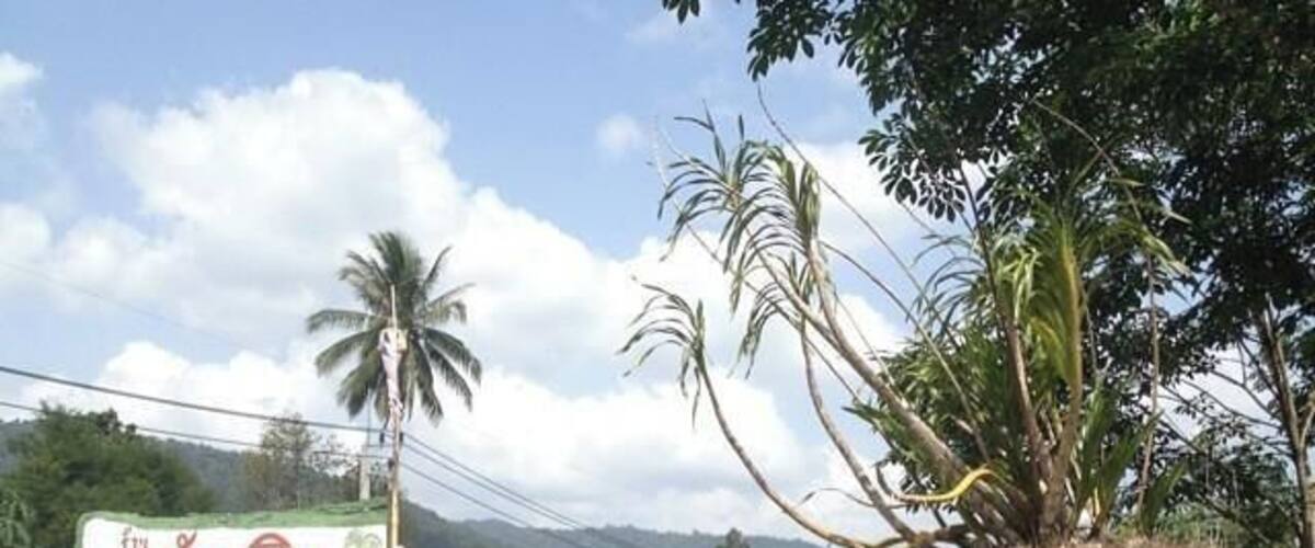 A signboard with text, a road, and tropical vegetation.