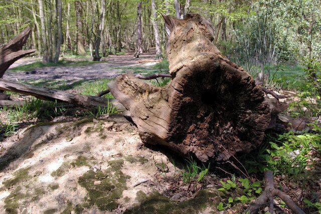 The Scrubs, Hockley The disturbed earth below this fallen log in "The Scrubs" a wood south of Hockley provides a home for a nest of 157002. In former times dead wood was cleared for firewood or tidiness. It is now part of modern forestry practice to leave some dead wood as a home for invertebrates who are a vital link in the food chain.