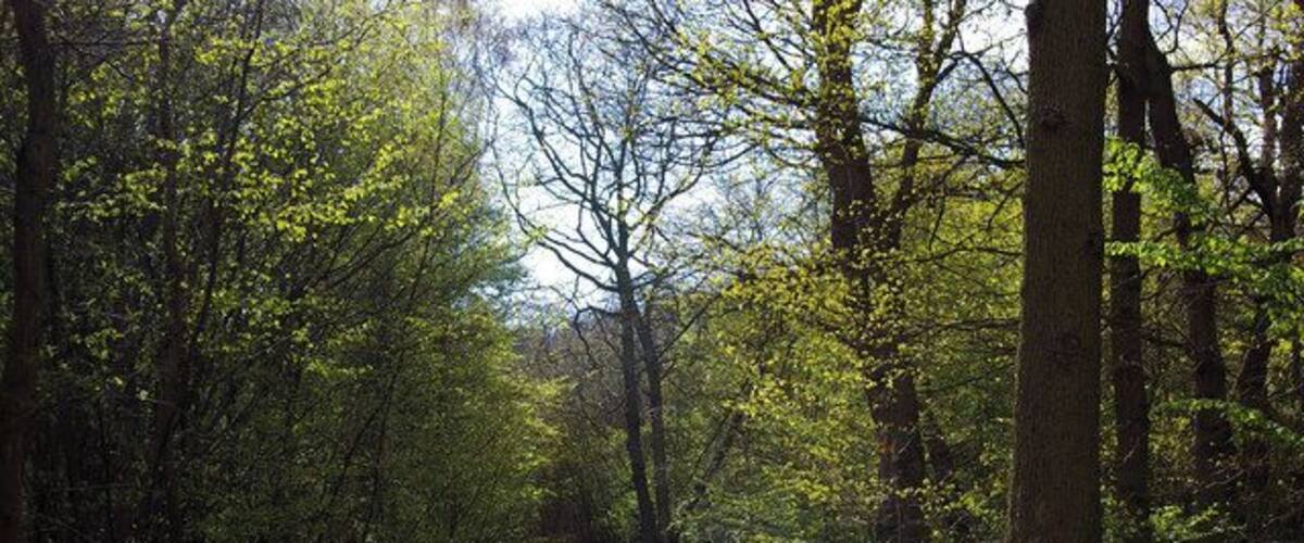 Spring in Hockley Wood. Spring in Hockley Wood, you can see the scene two months earlier at 129948 this is the single largest continuous area of ancient woodland in Essex. Epping Forest has a far greater area but it is crisscrossed with roads.