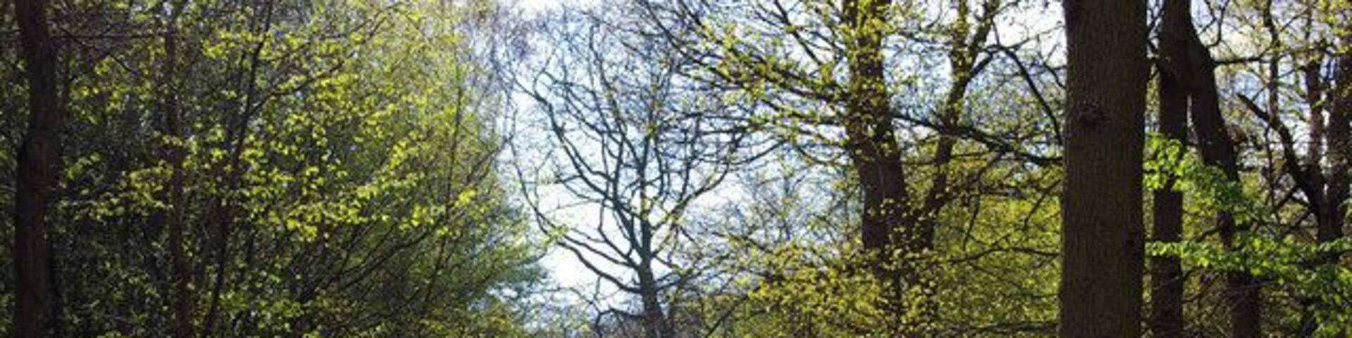 Spring in Hockley Wood. Spring in Hockley Wood, you can see the scene two months earlier at 129948 this is the single largest continuous area of ancient woodland in Essex. Epping Forest has a far greater area but it is crisscrossed with roads.