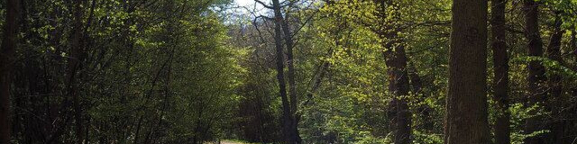 Spring in Hockley Wood. Spring in Hockley Wood, you can see the scene two months earlier at 129948 this is the single largest continuous area of ancient woodland in Essex. Epping Forest has a far greater area but it is crisscrossed with roads.