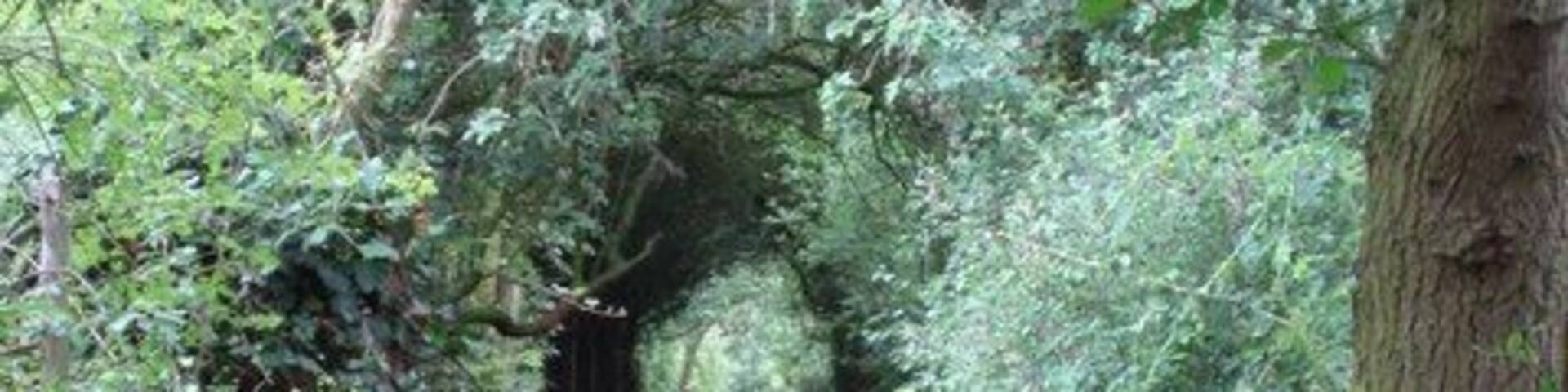 Green Tunnel Footpath from The Chase, Ashingdon to Greensward Lane, Hockley