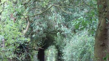 A narrow forest path leading to a tunnel.