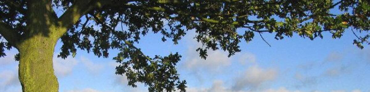 Bluntswall Woods near Billericay, Essex. Looking north-west from Tye Common Road