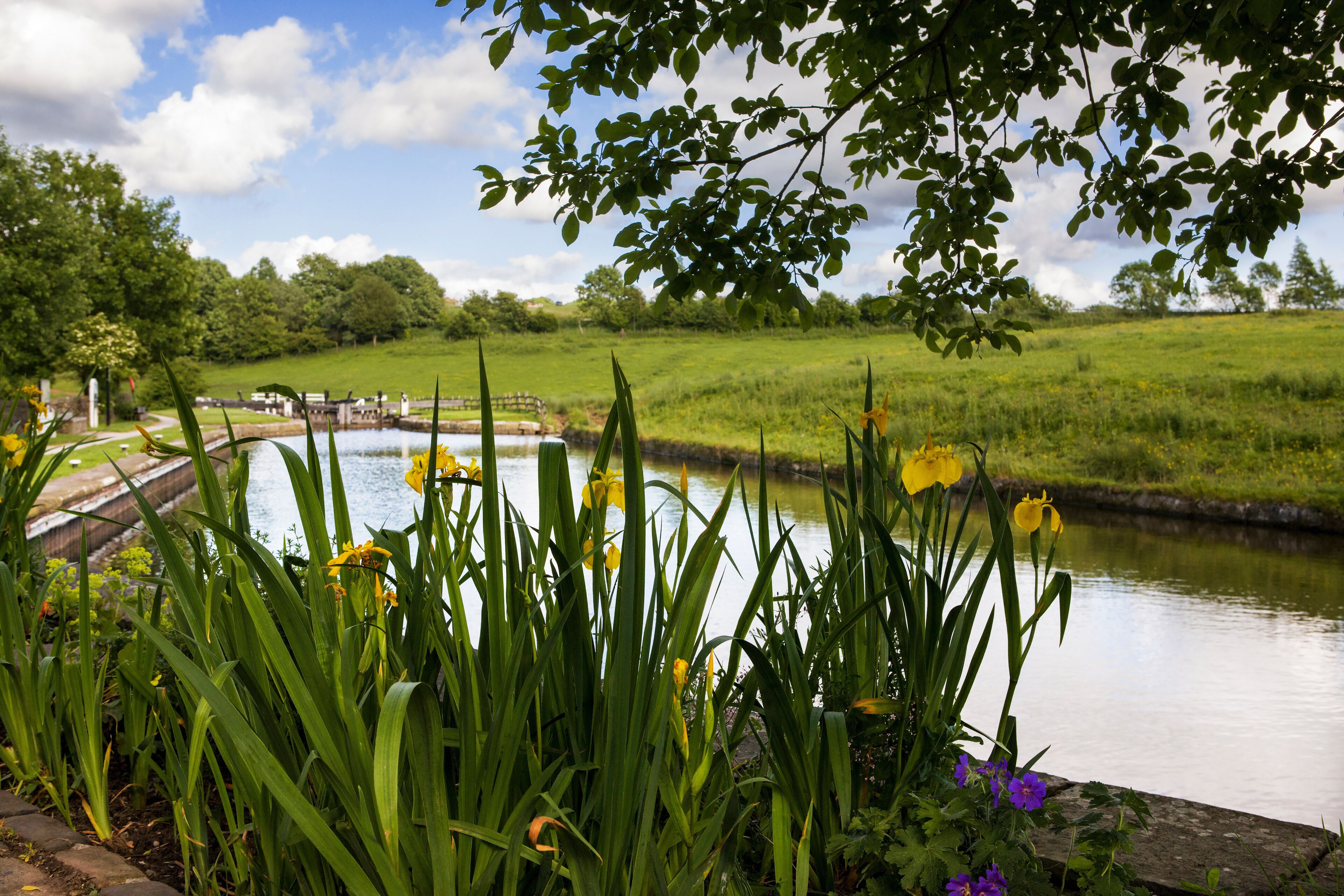 Yellow flag irises in flower on a quiet stretch of the Leeds and Liverpool Canal at Greenberfield Top Lock No.44, Lancashire, UK: the highest point on this canal