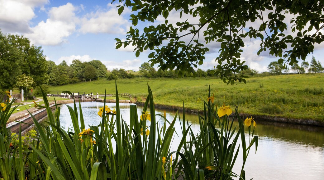 Yellow flag irises in flower on a quiet stretch of the Leeds and Liverpool Canal at Greenberfield Top Lock No.44, Lancashire, UK: the highest point on this canal